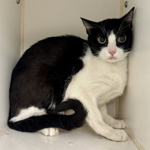 KAZZ, Young Domestic Short Hair (medium coat), cat for adoption in Alhambra, California
