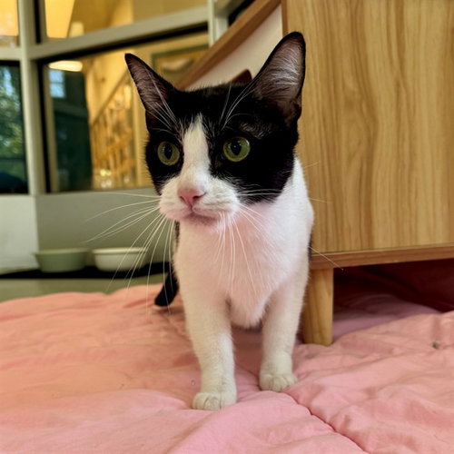 KAZZ, Young Domestic Short Hair (medium coat), cat for adoption in Diamond Bar, California