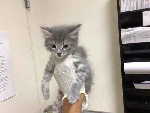 DUSK, Baby Domestic Short Hair (medium coat), cat for adoption in Alhambra, California