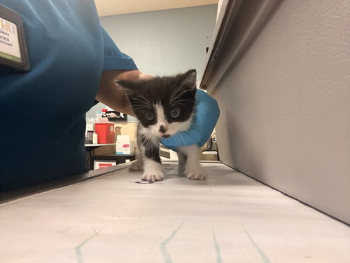 BETTY, Baby Domestic Short Hair (medium coat), cat for adoption in Alhambra, California