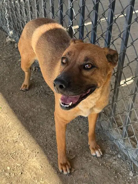 Destinee - German Shepherd Dog