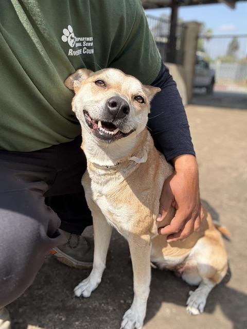 SALOME, an adoptable Shiba Inu in Riverside, CA
