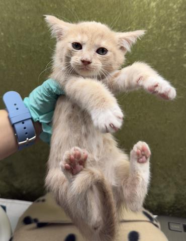 SASHIMI - Domestic Short Hair available for adoption