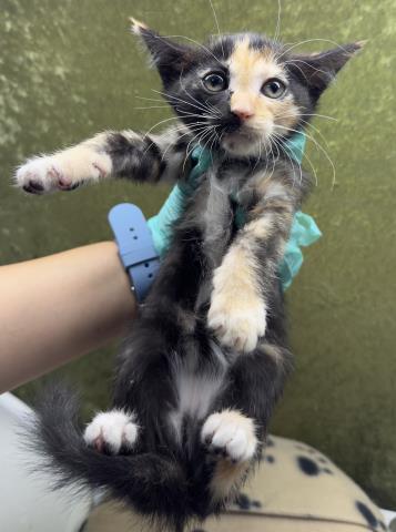 NIGIRI - Domestic Short Hair available for adoption