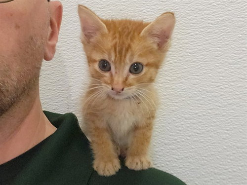 YODA, Baby Domestic Short Hair (medium coat), cat for adoption in Diamond Bar, California