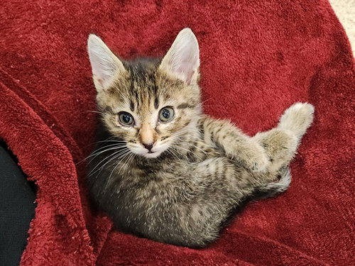 MARY, Baby Domestic Short Hair (medium coat), cat for adoption in Diamond Bar, California