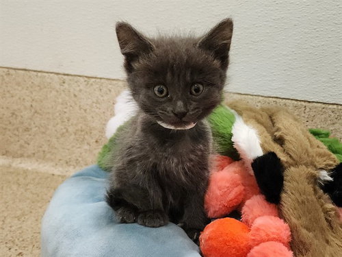 ELSA, Baby Domestic Short Hair (medium coat), cat for adoption in Diamond Bar, California