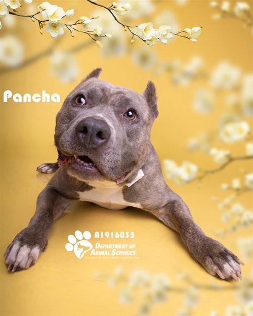 PANCHA