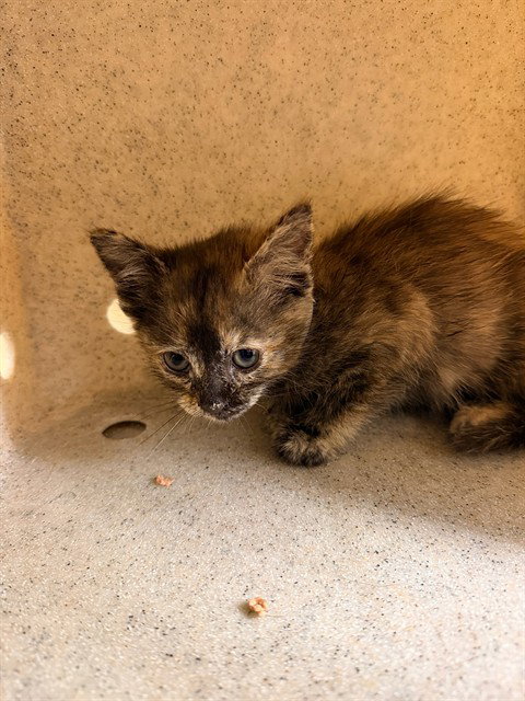 A1916808, an adoptable Domestic Short Hair in Riverside, CA