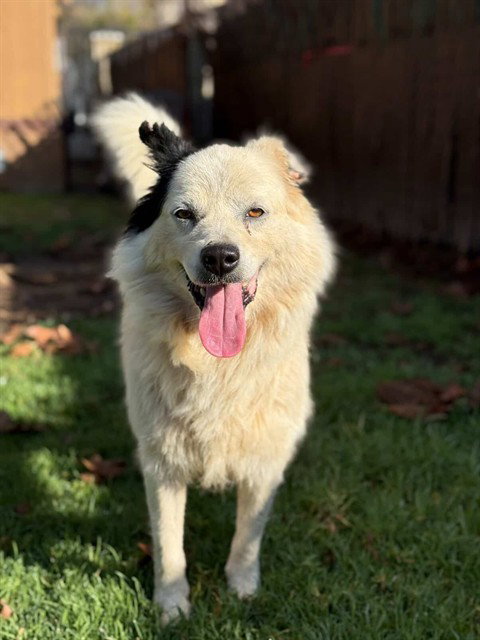 SPUNKY, an adoptable Australian Shepherd in Riverside, CA