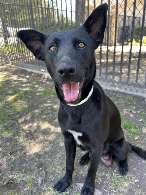 SAMANTHA, an adoptable Labrador Retriever in Riverside, CA