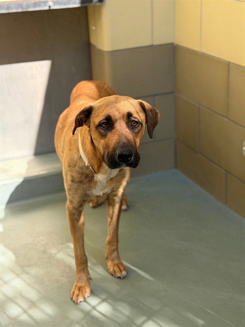 ATTA, an adoptable Pit Bull Terrier in Riverside, CA