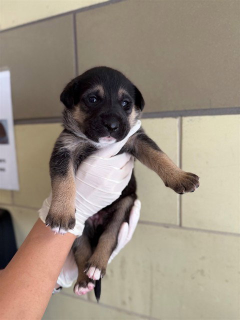 FRANCIS, an adoptable Pit Bull Terrier in Riverside, CA