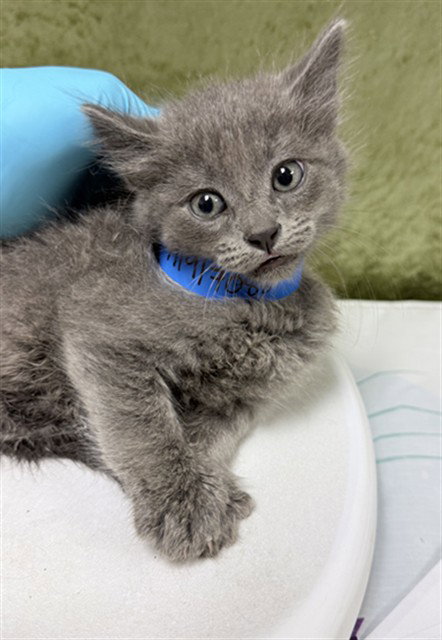 FERNANDO - Domestic Short Hair available for adoption