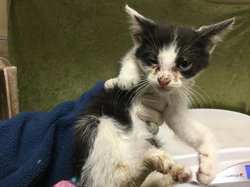 SHORTIE, Baby Domestic Short Hair (medium coat), cat for adoption in Diamond Bar, California