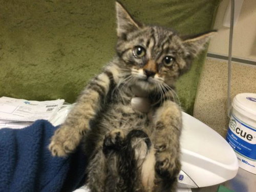 MUD, an adoptable Domestic Short Hair in Riverside, CA