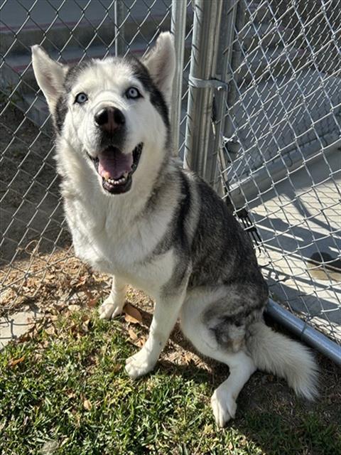 LAYLA, an adoptable Siberian Husky in Riverside, CA