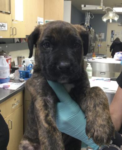DRACO, an adoptable German Shepherd Dog in Riverside, CA