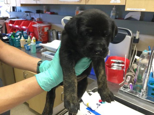 PO-TAY-TO, an adoptable German Shepherd Dog in Riverside, CA