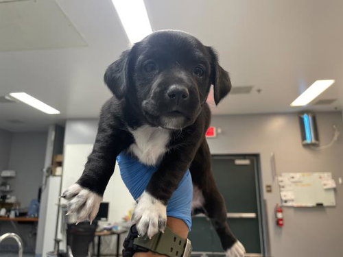 ZIPPY, an adoptable Terrier in Riverside, CA