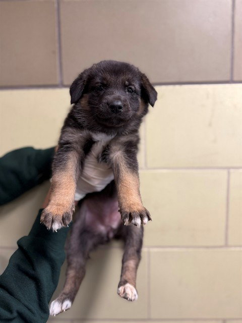 NANCY, an adoptable German Shepherd Dog in Riverside, CA