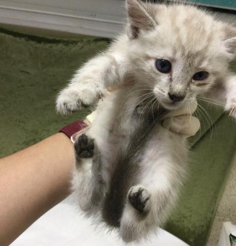 COUGAR, an adoptable Domestic Short Hair in Riverside, CA