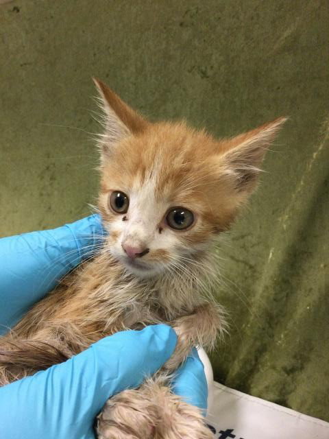 ONION, an adoptable Domestic Short Hair in Riverside, CA