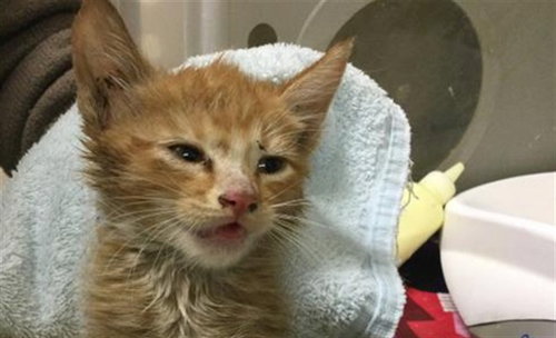 CHILE, an adoptable Domestic Short Hair in Riverside, CA