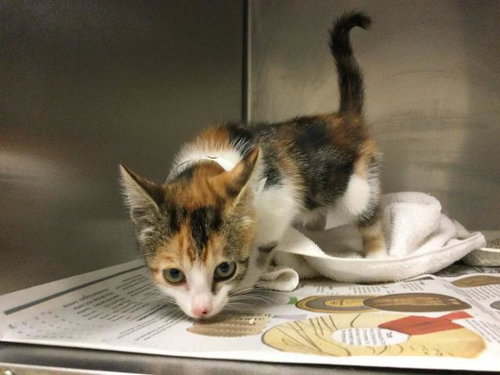 ABBY - Domestic Short Hair available for adoption