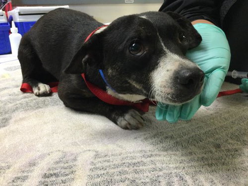 KEVIN, an adoptable Chihuahua in Riverside, CA