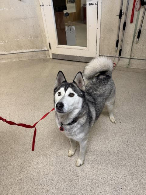 HUNTER, an adoptable Siberian Husky in Riverside, CA