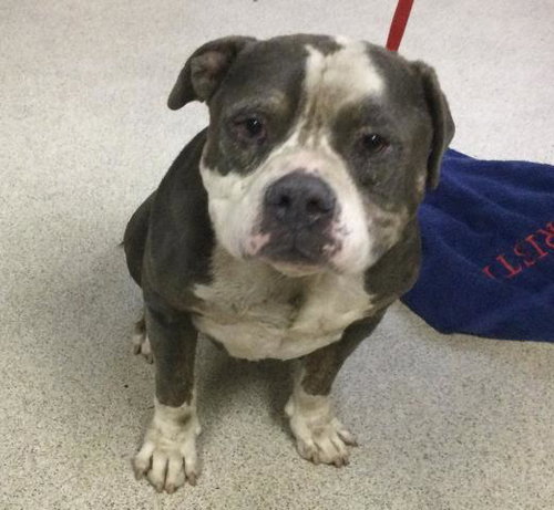 LEX, an adoptable Pit Bull Terrier in Riverside, CA