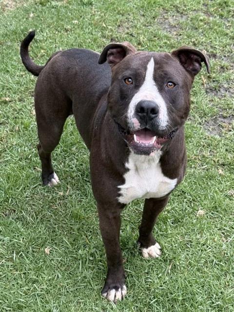 TANK DUP, an adoptable Pit Bull Terrier in Riverside, CA