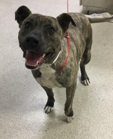 THUMBELINA, an adoptable Pit Bull Terrier in Riverside, CA