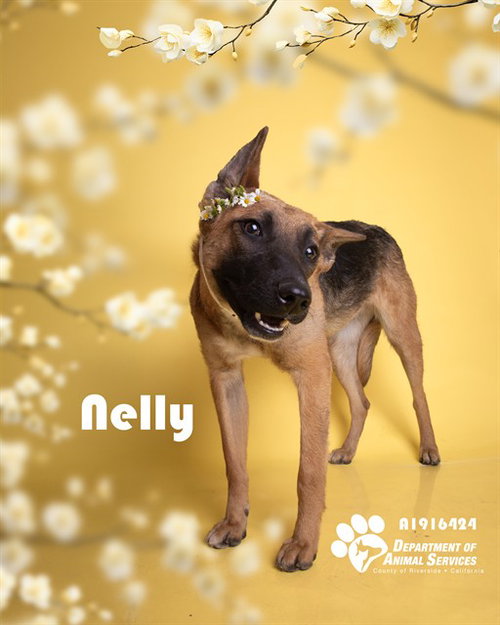 NELLY