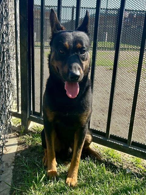 REX