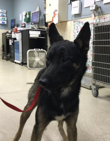 PETER, an adoptable German Shepherd Dog in Riverside, CA