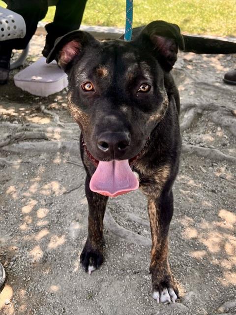 DOLLY, an adoptable Dutch Shepherd in Riverside, CA