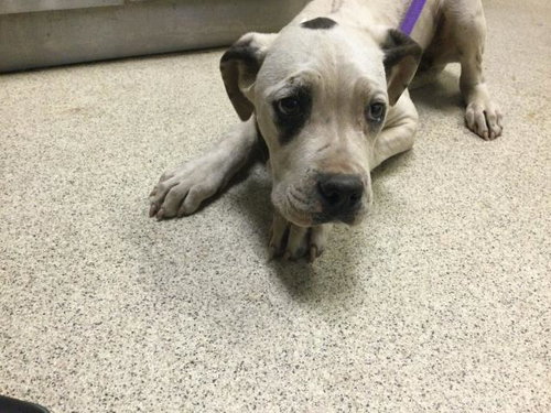 SALLY, an adoptable Boxer in Riverside, CA
