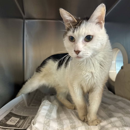 WASHINGTON, Adult Domestic Short Hair (medium coat), cat for adoption in Diamond Bar, California