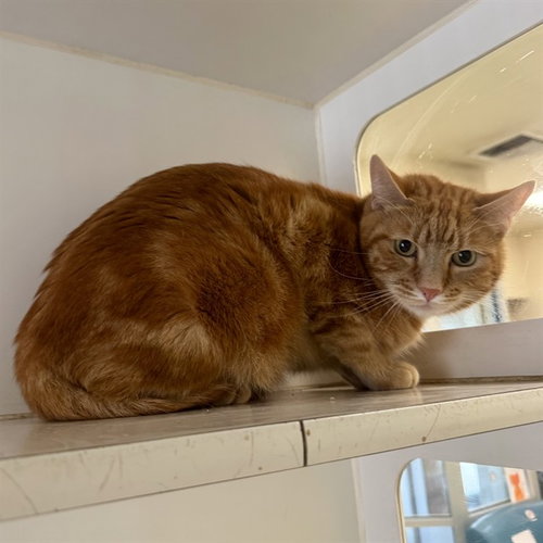 GRIM, Adult Domestic Short Hair (medium coat), cat for adoption in Diamond Bar, California