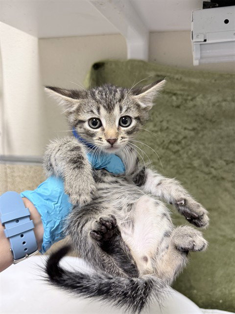 EDDY, Baby Domestic Short Hair (medium coat), cat for adoption in Diamond Bar, California