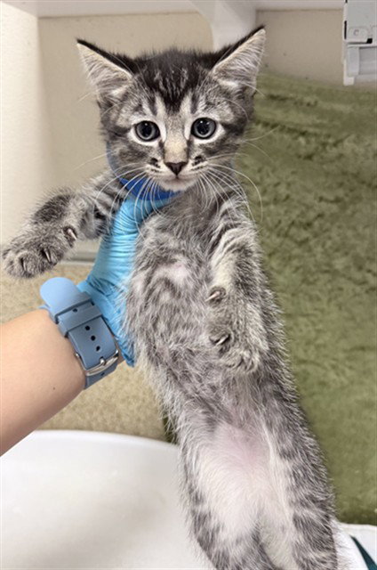 EDD, Baby Domestic Short Hair (medium coat), cat for adoption in Diamond Bar, California