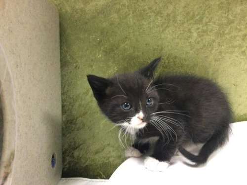 MOON, Baby Domestic Short Hair (medium coat), cat for adoption in Diamond Bar, California