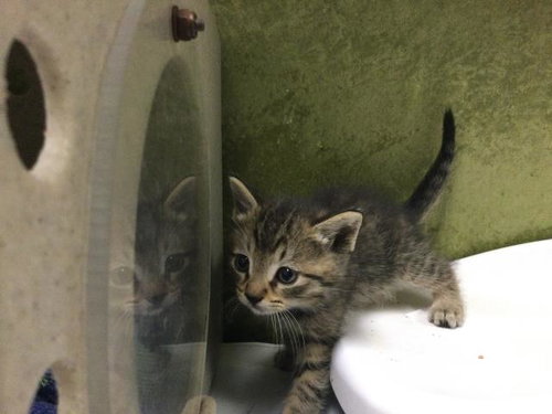 SUN, Baby Domestic Short Hair (medium coat), cat for adoption in Diamond Bar, California