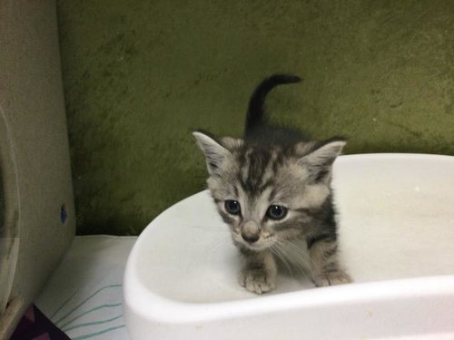 STAR, Baby Domestic Short Hair (medium coat), cat for adoption in Diamond Bar, California