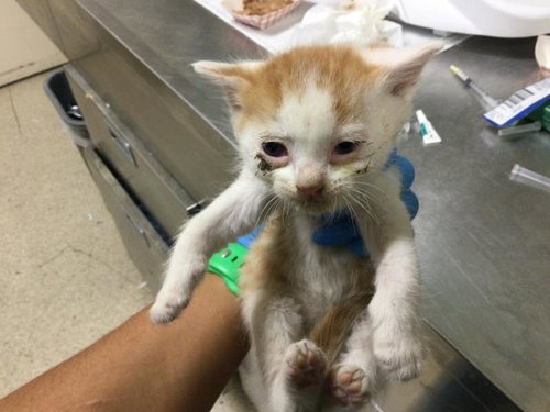 JIM, Baby Domestic Short Hair (medium coat), cat for adoption in Diamond Bar, California