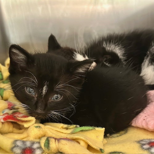 DUSTY, Baby Domestic Short Hair (medium coat), cat for adoption in Diamond Bar, California