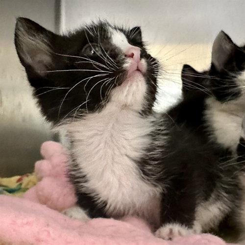 DIANE, Baby Domestic Short Hair (medium coat), cat for adoption in Diamond Bar, California