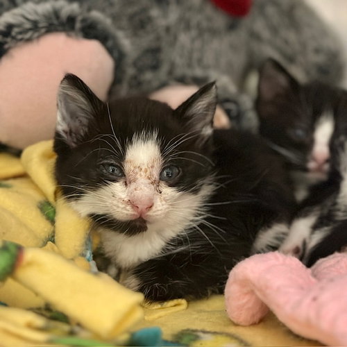 DANI, Baby Domestic Short Hair (medium coat), cat for adoption in Diamond Bar, California